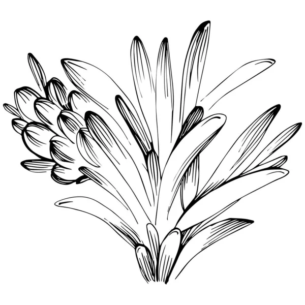 Rosemary Vector Isolated Plant Leaves Herbal Engraved Style Illustration Detailed — 图库矢量图片