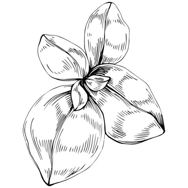 Basil leaves vector isolated. Herbal engraved style illustration. Detailed organic product sketch. The best for design logo, menu, label, icon, stamp