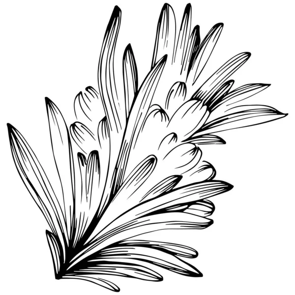 Rosemary vector isolated plant with leaves. Herbal engraved style illustration. Detailed organic product sketch.The best for design logo, menu, label, icon, stamp.