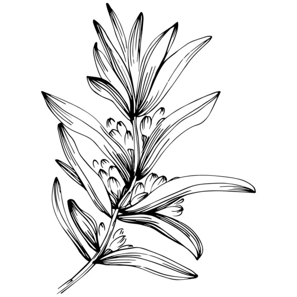 Rosemary vector isolated plant with leaves. Herbal engraved style illustration. Detailed organic product sketch.The best for design logo, menu, label, icon, stamp.