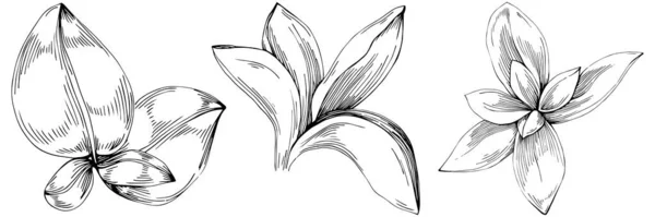 Φύλλα Του Βασιλείου Απομονώθηκαν Φυτικό Ανάγλυφο Στυλ Εικονογράφηση Λεπτομερές Σχέδιο — Διανυσματικό Αρχείο