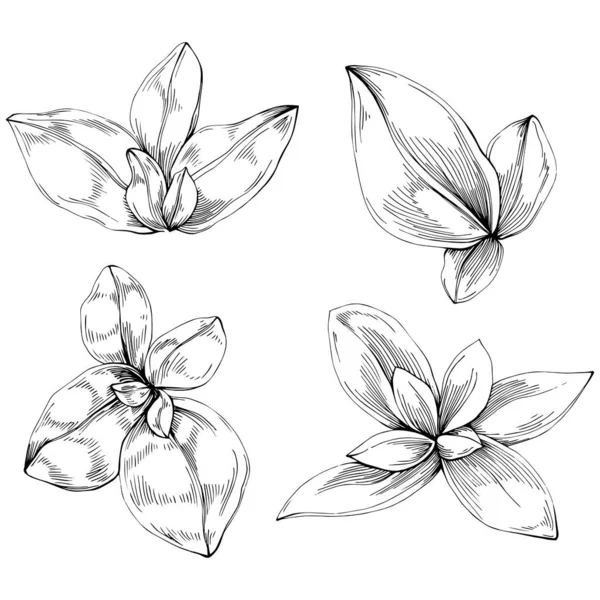 Basil leaves vector isolated. Herbal engraved style illustration. Detailed organic product sketch. The best for design logo, menu, label, icon, stamp