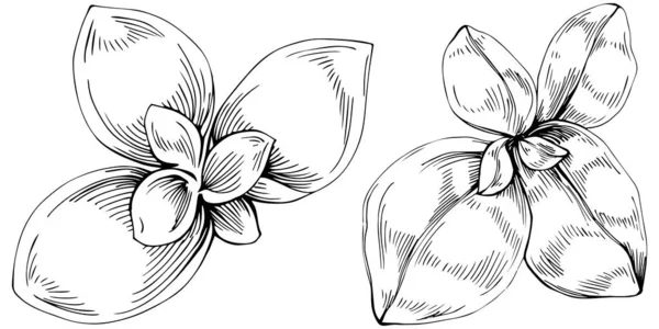 Basil Leaves Vector Isolated Herbal Engraved Style Illustration Detailed Organic —  Vetores de Stock