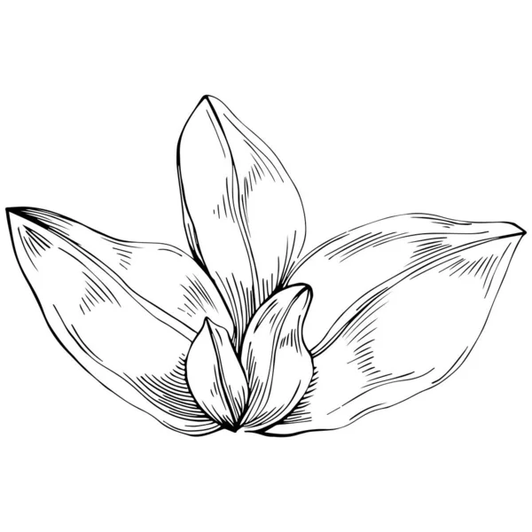 Basil leaves vector isolated. Herbal engraved style illustration. Detailed organic product sketch. The best for design logo, menu, label, icon, stamp