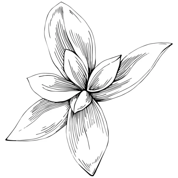 Basil leaves vector isolated. Herbal engraved style illustration. Detailed organic product sketch. The best for design logo, menu, label, icon, stamp