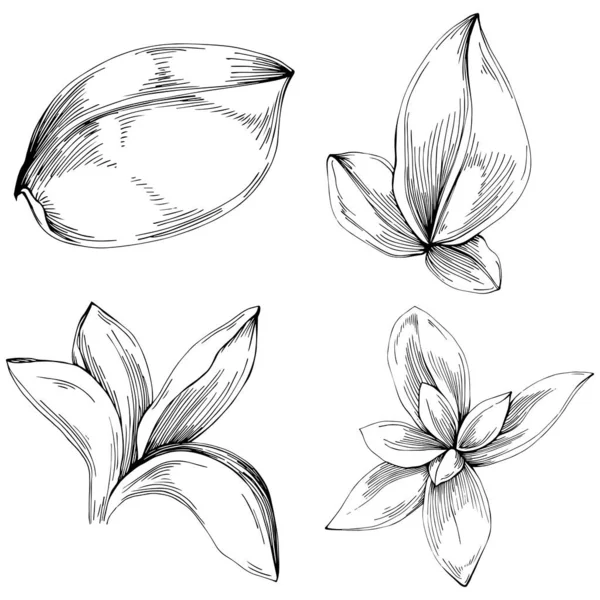 Basil Leaves Vector Isolated Herbal Engraved Style Illustration Detailed Organic — 스톡 벡터