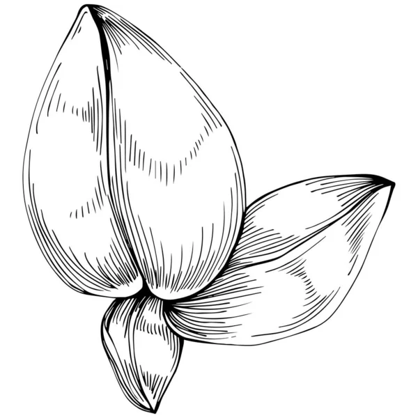 Basil leaves vector isolated. Herbal engraved style illustration. Detailed organic product sketch. The best for design logo, menu, label, icon, stamp