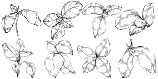 Basil vektörü izole edildi. Bitki oymalı stil illüstrasyon. Detaylı organik ürün skeci. Tasarım logosu, menü, etiket, simge, pul için en iyisi.