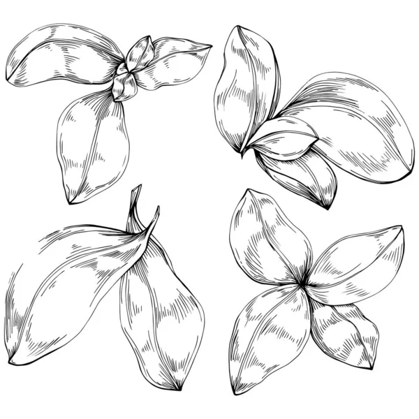 Basil vektörü izole edildi. Bitki oymalı stil illüstrasyon. Detaylı organik ürün skeci. Tasarım logosu, menü, etiket, simge, pul için en iyisi.