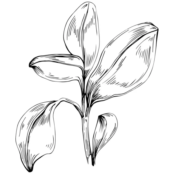 Basil vektörü izole edildi. Bitki oymalı stil illüstrasyon. Detaylı organik ürün skeci. Tasarım logosu, menü, etiket, simge, pul için en iyisi.