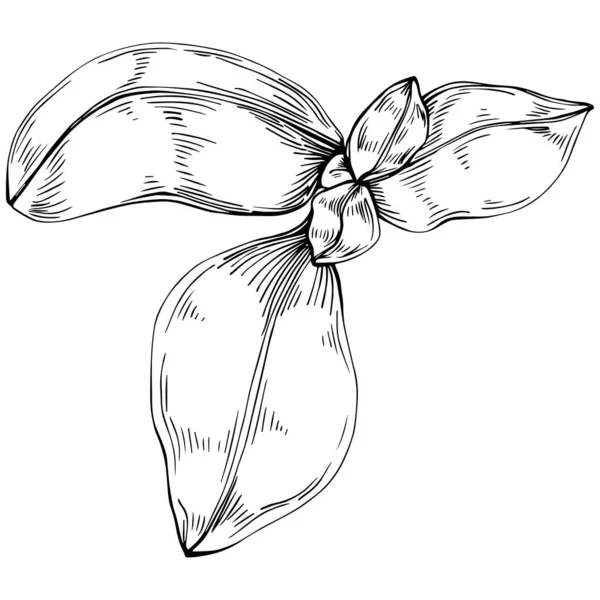 Basil vektörü izole edildi. Bitki oymalı stil illüstrasyon. Detaylı organik ürün skeci. Tasarım logosu, menü, etiket, simge, pul için en iyisi.