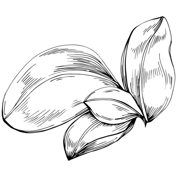 Basil vektörü izole edildi. Bitki oymalı stil illüstrasyon. Detaylı organik ürün skeci. Tasarım logosu, menü, etiket, simge, pul için en iyisi.