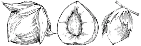 Fındık Fındık Hindistan Cevizi Elle Çizilmiş Vektör Llüstrasyonu Beyaz Arka — Stok Vektör