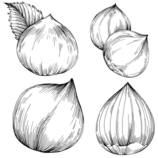 Fındık, fındık, hindistan cevizi, elle çizilmiş Vektör İllüstrasyonu beyaz arka planda izole edilmiş. Restoran menüsü, market etiketi, logo, amblem ve mutfak tasarımı için Retro style tarım ürünü. Yemek için dekorasyon.