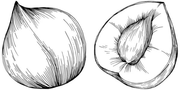 Lískový Ořech Filbert Kobliha Ručně Kreslené Vektorové Ilustrace Izolované Bílém — Stockový vektor