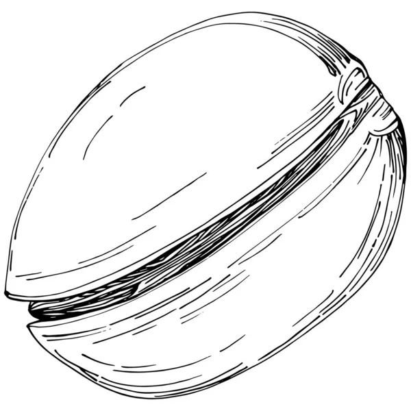 Pistachio Hand Drawn Vector Illustration Isolated White Background Retro Style — 스톡 벡터