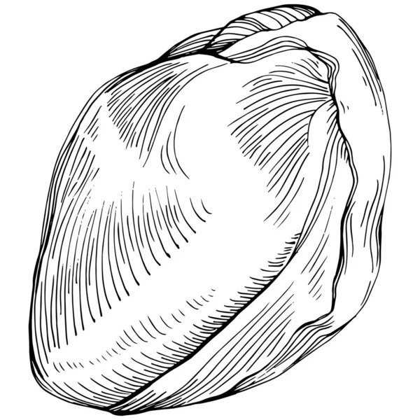 Pistachio Hand Drawn Vector Illustration Isolated White Background Retro Style —  Vetores de Stock