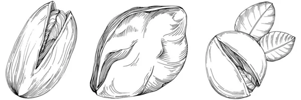 Pistachio Hand Drawn Vector Illustration Isolated White Background Retro Style — Stockový vektor