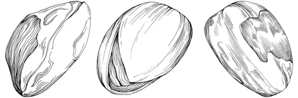 Pistachio Hand Drawn Vector Illustration Isolated White Background Retro Style — Stockvector