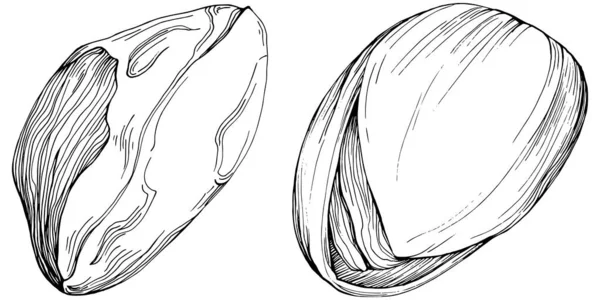Pistachio Hand Drawn Vector Illustration Isolated White Background Retro Style — 图库矢量图片