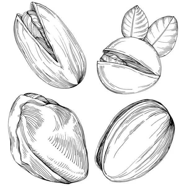 Pistachio hand-drawn Vector Illustration isolated on white background. Retro style farm product for restaurant menu, market label, logo, emblem and kitchen design. Decoration for food