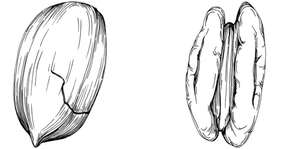 Pecan Ilustração Vetorial Desenhada Mão Isolado Sobre Fundo Branco Produto —  Vetores de Stock