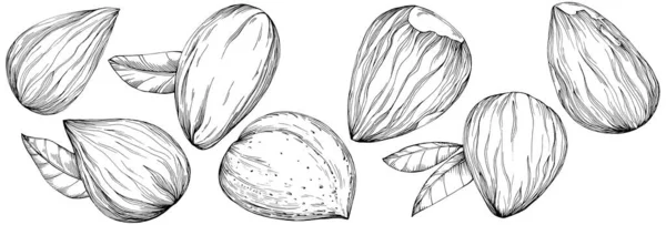 Almond Hand Drawn Vector Illustration Isolated White Background Retro Style — Vetor de Stock