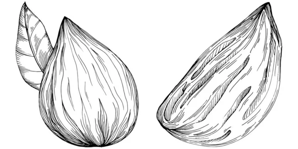 Almond Hand Drawn Vector Illustration Isolated White Background Retro Style — ストックベクタ