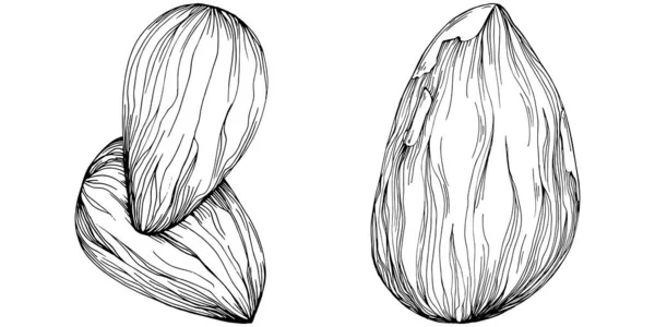 Almond Hand Drawn Vector Illustration Isolated White Background Retro Style —  Vetores de Stock