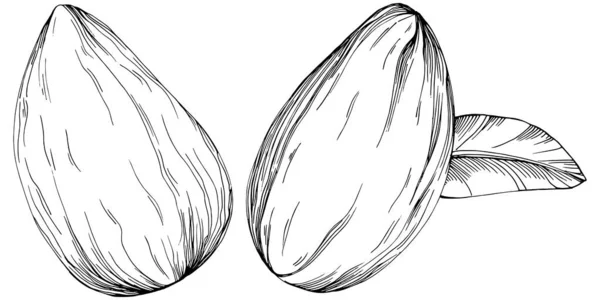 Almond Hand Drawn Vector Illustration Isolated White Background Retro Style — Stockvektor