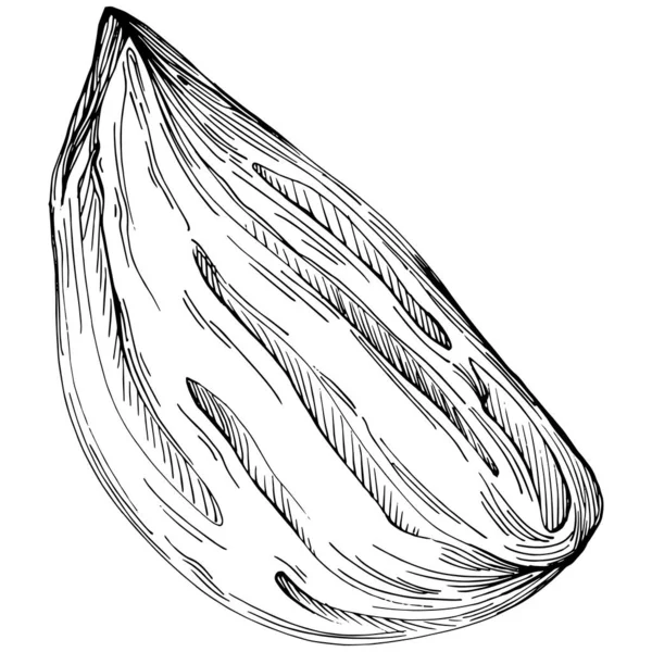 Almond Hand Drawn Vector Illustration Isolated White Background Retro Style - Stok Vektor
