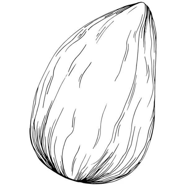 Almond Hand Drawn Vector Illustration Isolated White Background Retro Style — Vetor de Stock