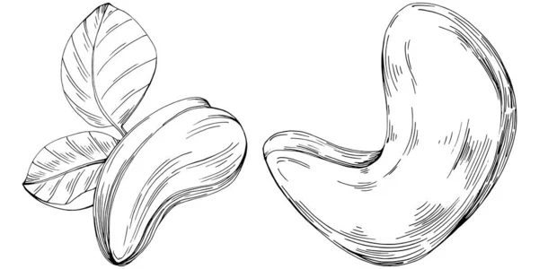 Cashew Hand Drawn Vector Isolated White Background Retro Style Farm — Stockový vektor