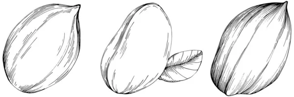 Peanut Hand Drawn Vector Illustration Isolated — Stock Vector