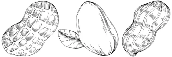 Peanut Hand Drawn Vector Illustration Isolated — Vettoriale Stock