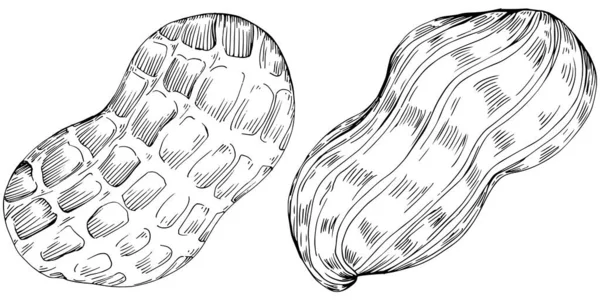 Peanut Hand Drawn Vector Illustration Isolated — Archivo Imágenes Vectoriales