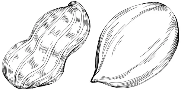 Peanut hand-drawn Vector Illustration isolated