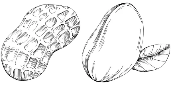 Peanut hand-drawn Vector Illustration isolated
