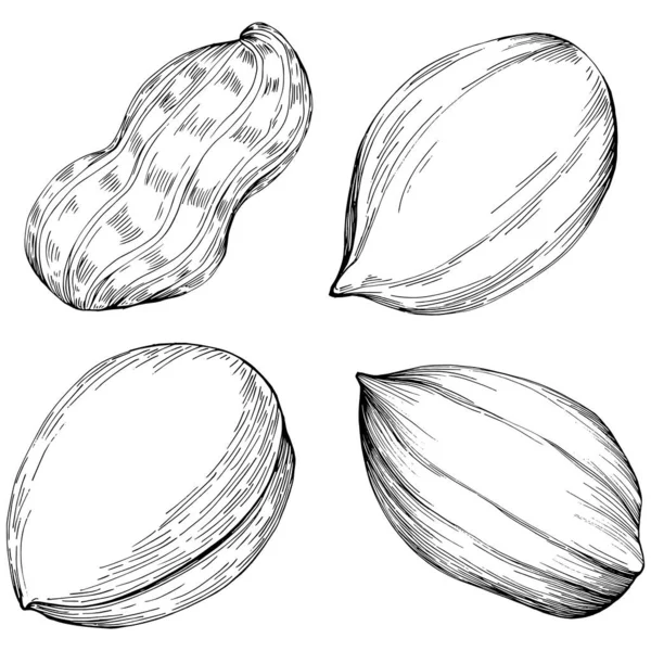 Peanut Illustration Vectorielle Dessinée Main Isolée Sur Fond Blanc Produit — Image vectorielle