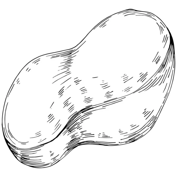 Peanut el çizimi Vektör İllüstrasyonu beyaz arkaplanda izole edildi. Restoran menüsü, market etiketi, logo, amblem ve mutfak tasarımı için Retro style tarım ürünü. Yiyecek ambalajı için dekorasyon.