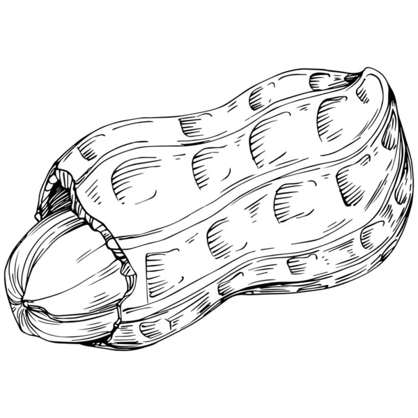 Peanut el çizimi Vektör İllüstrasyonu beyaz arkaplanda izole edildi. Restoran menüsü, market etiketi, logo, amblem ve mutfak tasarımı için Retro style tarım ürünü. Yiyecek ambalajı için dekorasyon.