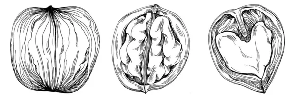 Ilustração Vetorial Desenhada Mão Noz Isolada Sobre Fundo Branco Produto —  Vetores de Stock