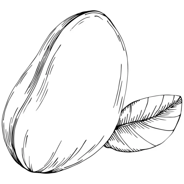 Peanut Hand Drawn Vector Illustration Isolated — Stockvektor