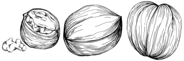 Illustration Vectorielle Dessinée Main Noyer Isolée Sur Fond Blanc Produit — Image vectorielle