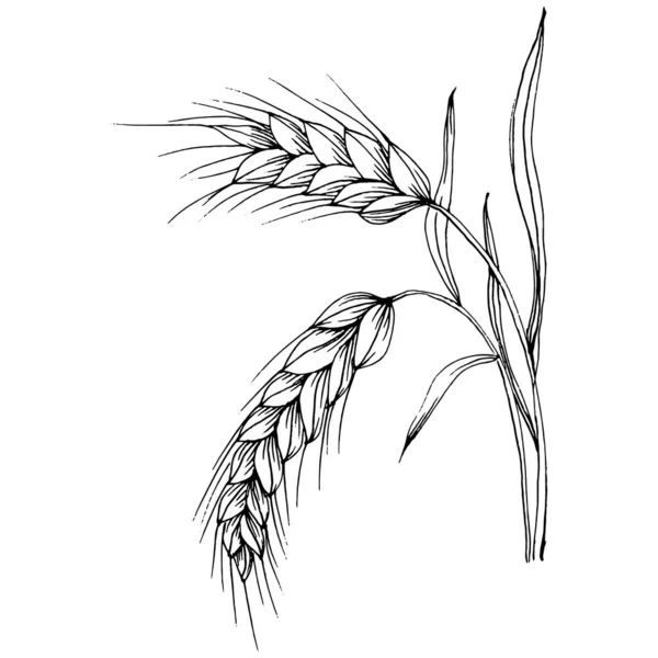 小麦の耳の手の図面 保護と安全性のヴィンテージイラストのシンボルを彫刻 ログのためのアンティークヴィンテージ彫刻イラスト — ストックベクタ