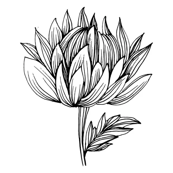 Crisantemo Dibujado Mano Tatuaje Floral Altamente Detallado Estilo Arte Línea — Vector de stock