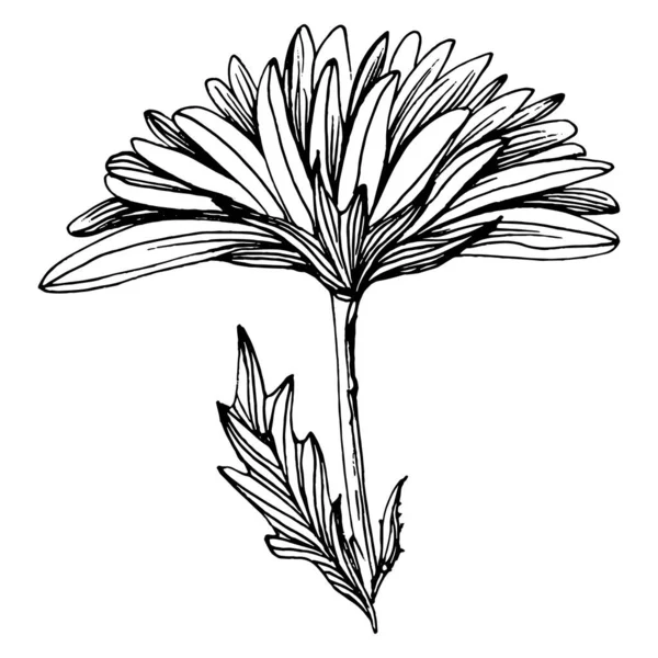 Crisantemo Dibujado Mano Tatuaje Floral Altamente Detallado Estilo Arte Línea — Vector de stock