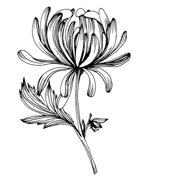 Krizantém Kézzel Rajzolva Virágos Tetoválás Nagyon Részletes Line Art Stílusban — Stock Vector