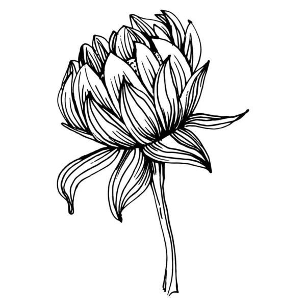 Crisantemo Dibujado Mano Tatuaje Floral Altamente Detallado Estilo Arte Línea — Vector de stock