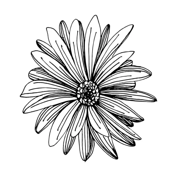 Χρυσάνθεμα Σχέδιο Στο Χέρι Floral Τατουάζ Ιδιαίτερα Λεπτομερή Στυλ Γραμμή — Διανυσματικό Αρχείο